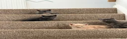 Mixed Breed cats for sale: Beautiful, lively kittens available  - Advert 2