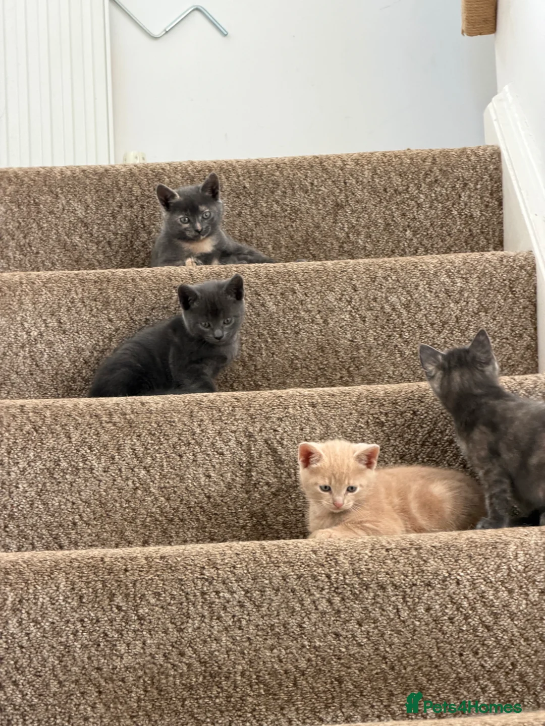 Mixed Breed cats for sale: Beautiful, lively kittens available  - Advert 2