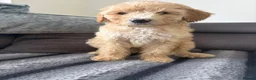 Australian Labradoodle dogs for sale: Australian Labradoodle Puppies for Sale 🐾 - Advert 4