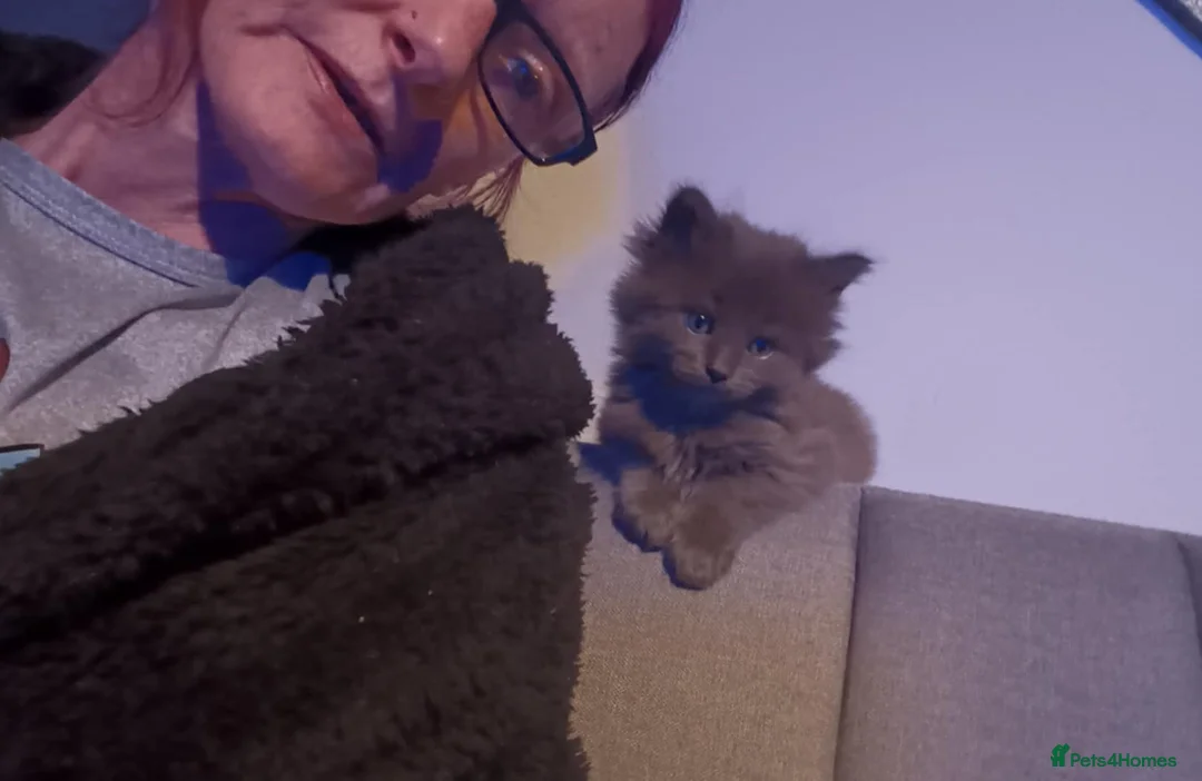 Mixed Breed cats for sale: Half maine coon,kittens for sale  - Advert 4