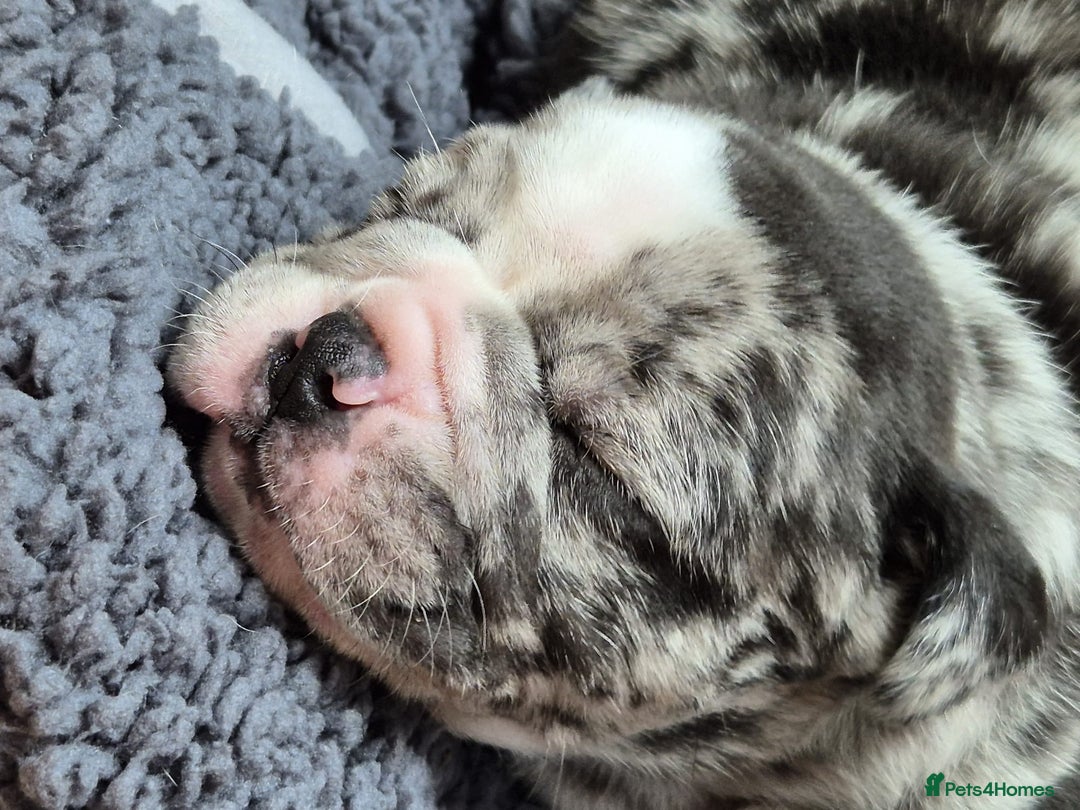 Mixed Breed dogs for sale: Cute Olde English Bulldog & Pug/Frenchie 4 sale - Image 7