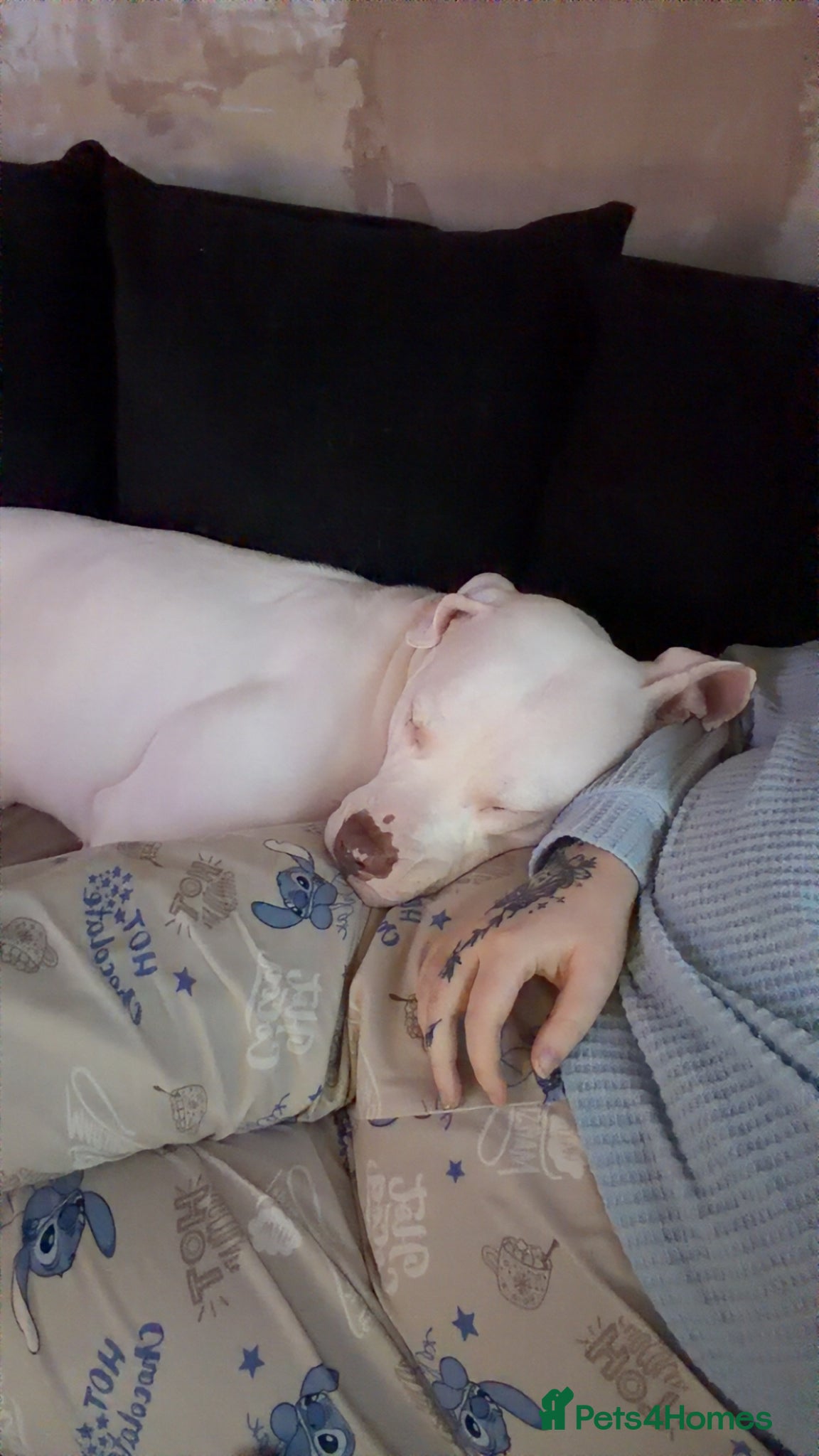 Mixed Breed dogs American bulldog x staff - Advert 1