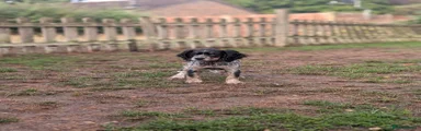 Blue Roan and Tan