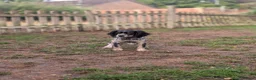 Cocker Spaniel dogs for sale: Female Cocker Spaniel Puppy - Advert 3