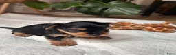 Yorkshire Terrier dogs for sale: Beautiful Yorkshire terrier puppies - Advert 12