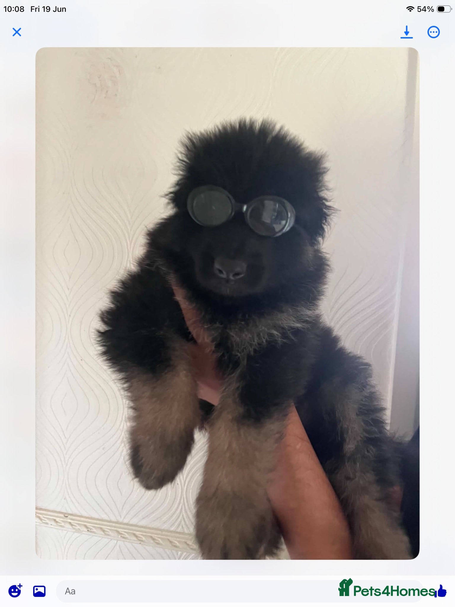 German Shepherd dogs Big beautiful German shepherd pups - Advert 12