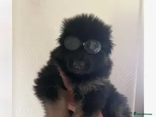 German Shepherd dogs Big beautiful German shepherd pups - Advert 1