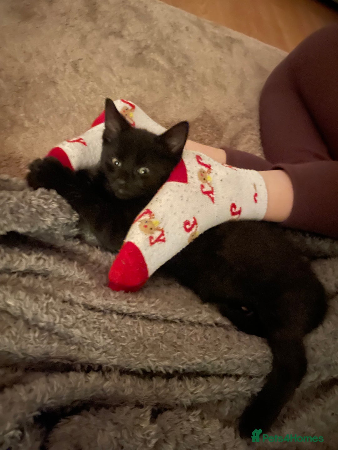 British Shorthair cats for sale: 3 x stunning black 12 week old boys  - Advert 11