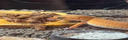 Leopard Gecko reptiles for sale: Female Leopard Gecko in Southampton - Advert 2