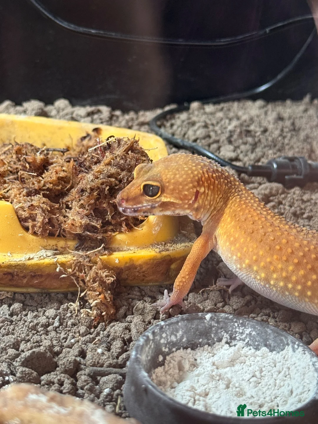 Leopard Gecko reptiles for sale: Female Leopard Gecko in Southampton - Advert 2