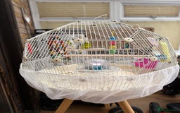 Budgerigars birds for sale: Budgerigars and GEO BIRD CAGE for sale - Image 1