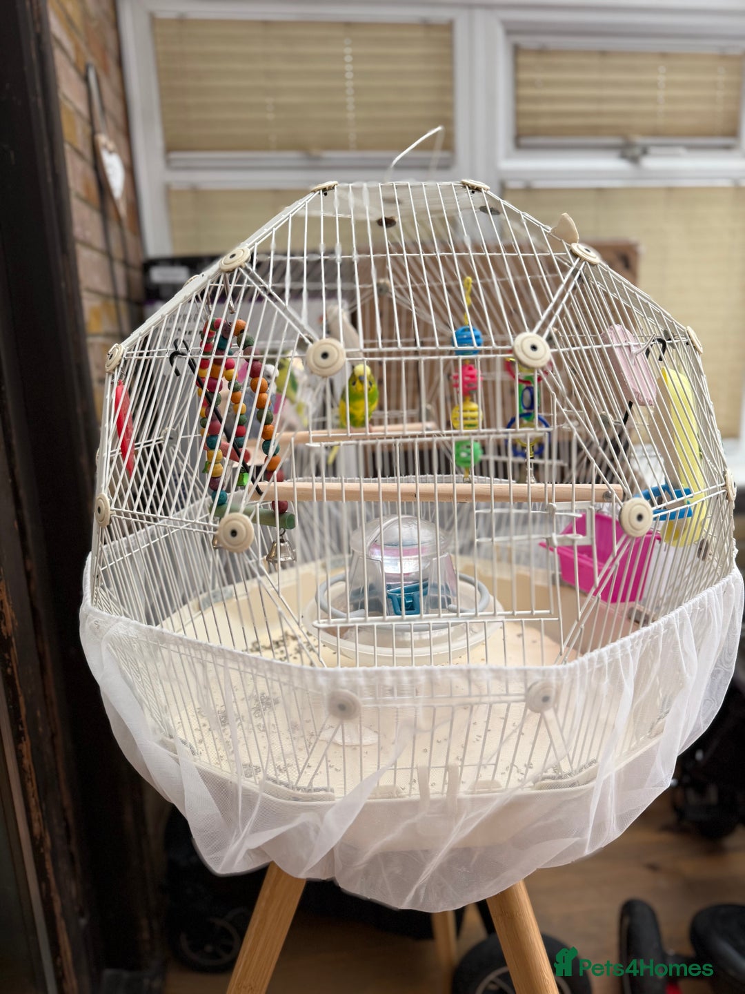 Budgerigars birds for sale: Budgerigars and GEO BIRD CAGE for sale - Image 1