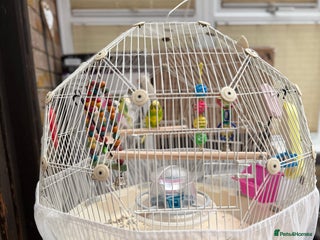 Budgerigars birds - Advert 4