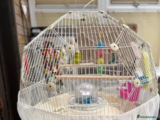 Budgerigars birds Budgerigars and GEO BIRD CAGE for sale - Advert 6