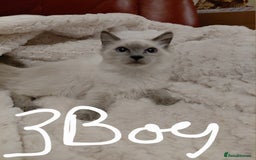 Birman cats for sale: Birman kittens  - Image 2