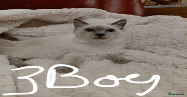 Birman cats - Advert 1