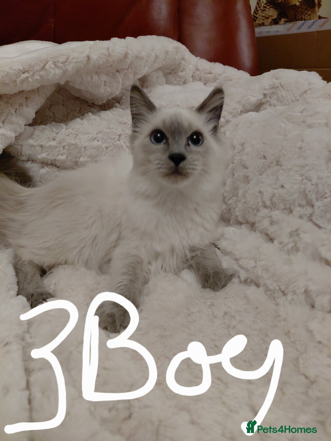 Birman cats for sale: Birman kittens  - Image 2