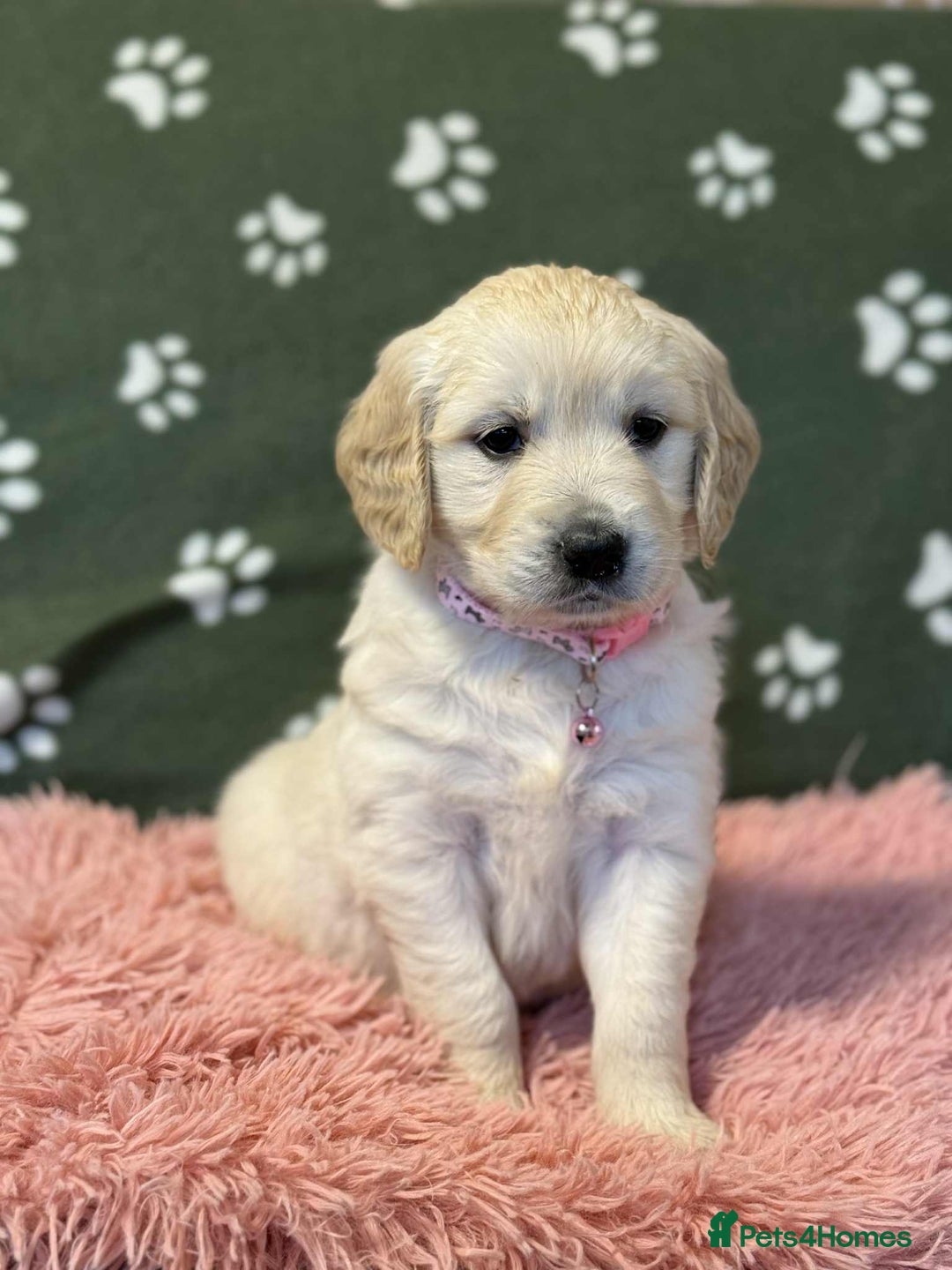 Golden Retriever dogs for sale: Stunning health tested Golden Retriever Puppies  - Advert 1