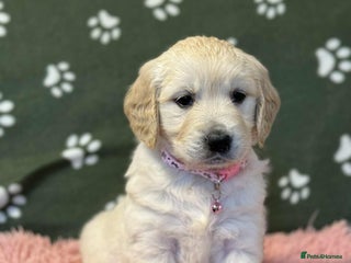 Golden Retriever dogs Stunning health tested Golden Retriever Puppies - Advert 3