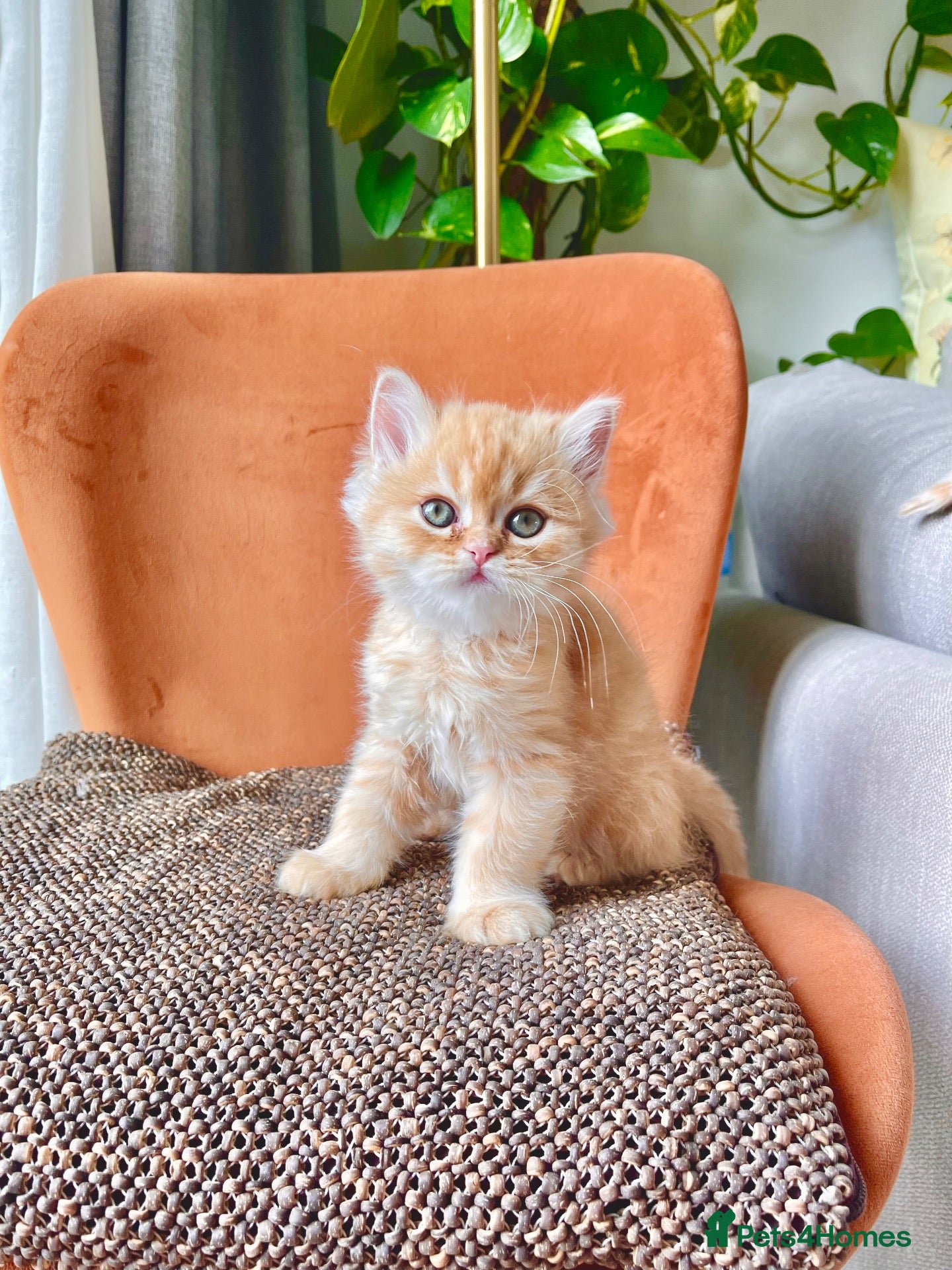 Persian cats Two beautiful Persian exotic kittens  - Advert 16