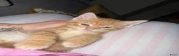 Mixed Breed cats for sale: * READY TO GO * LAST STUNNING GINGER GIRL LEFT*** - Advert 9