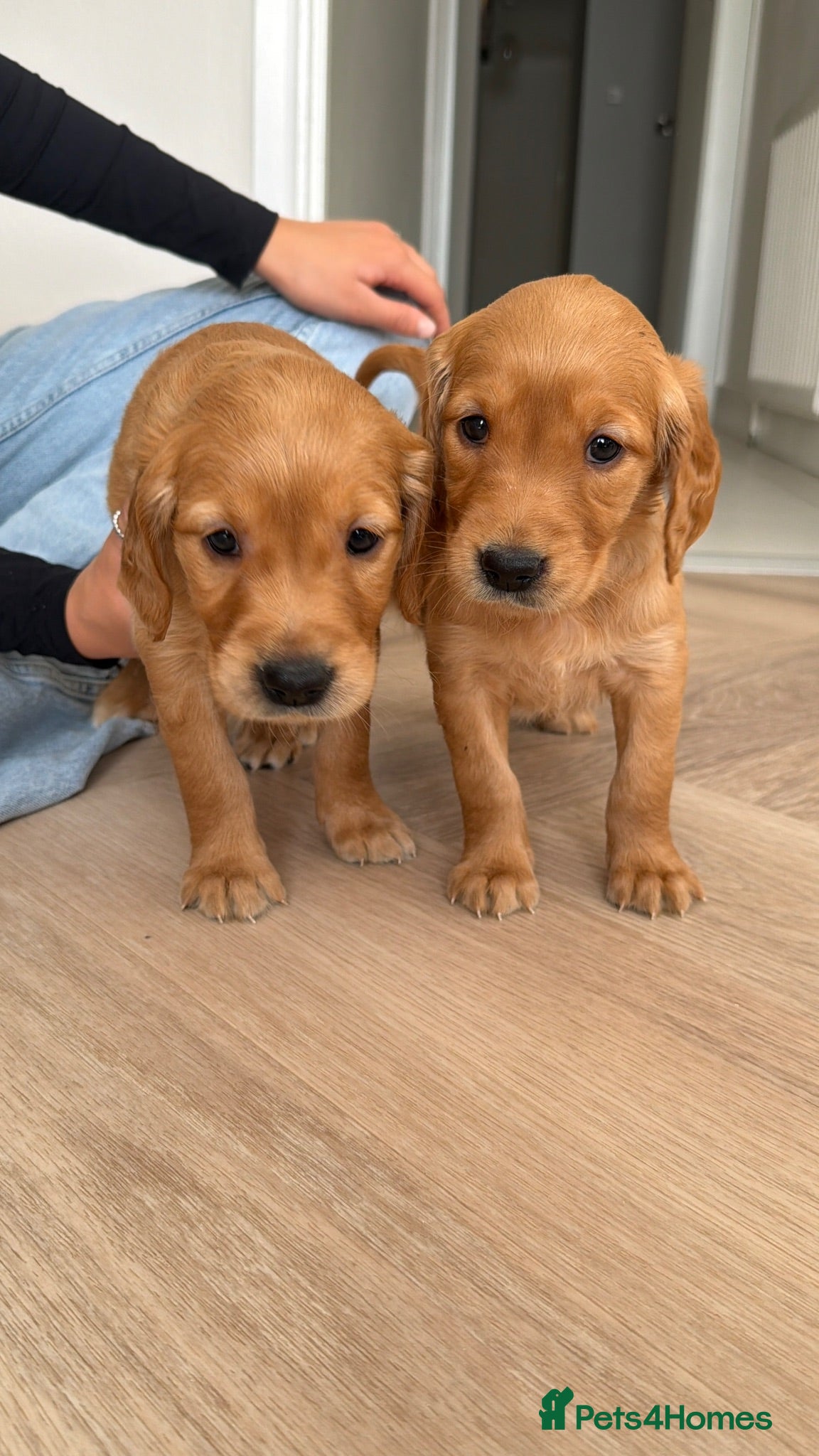 Golden Retriever dogs Dark Working retriever puppies  - Advert 2