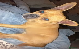 Mixed Breed dogs for sale: Male dog - Image 2