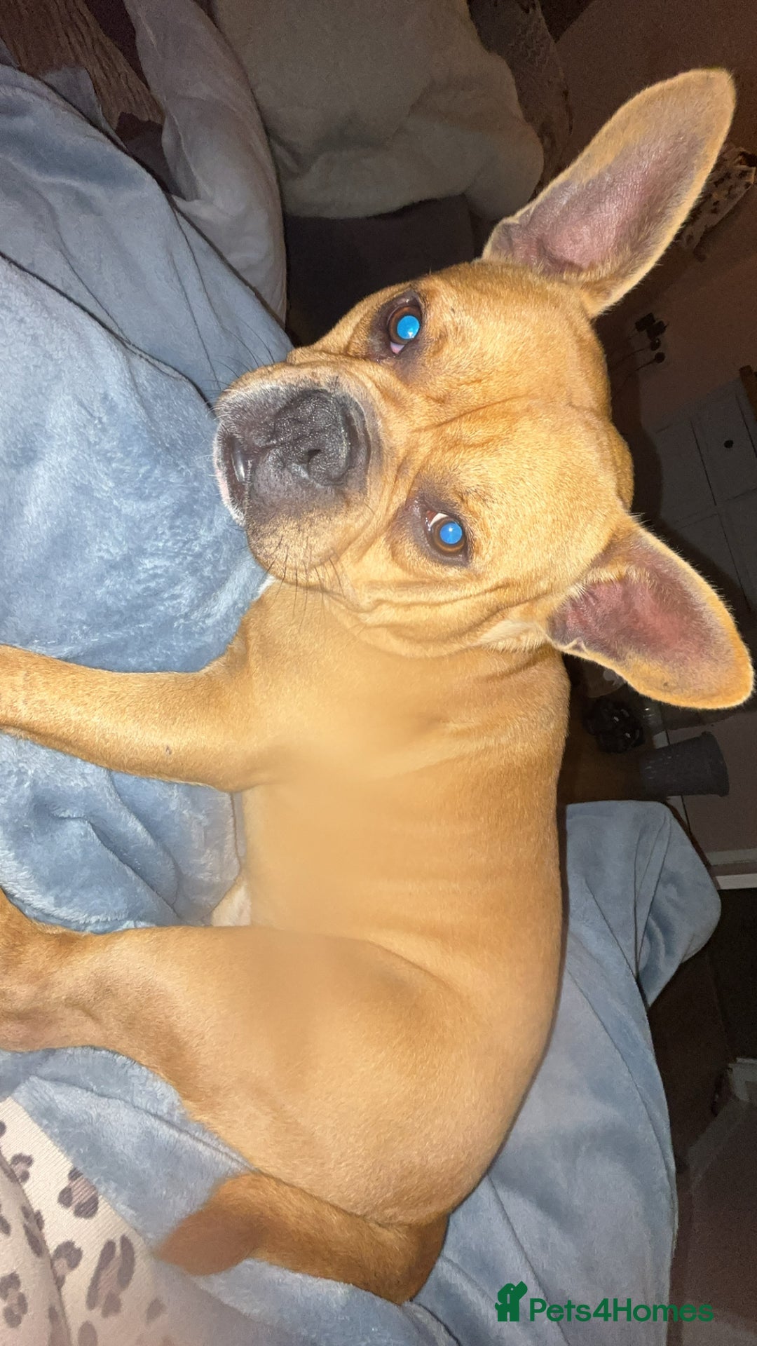 Mixed Breed dogs for sale: Male dog - Image 2