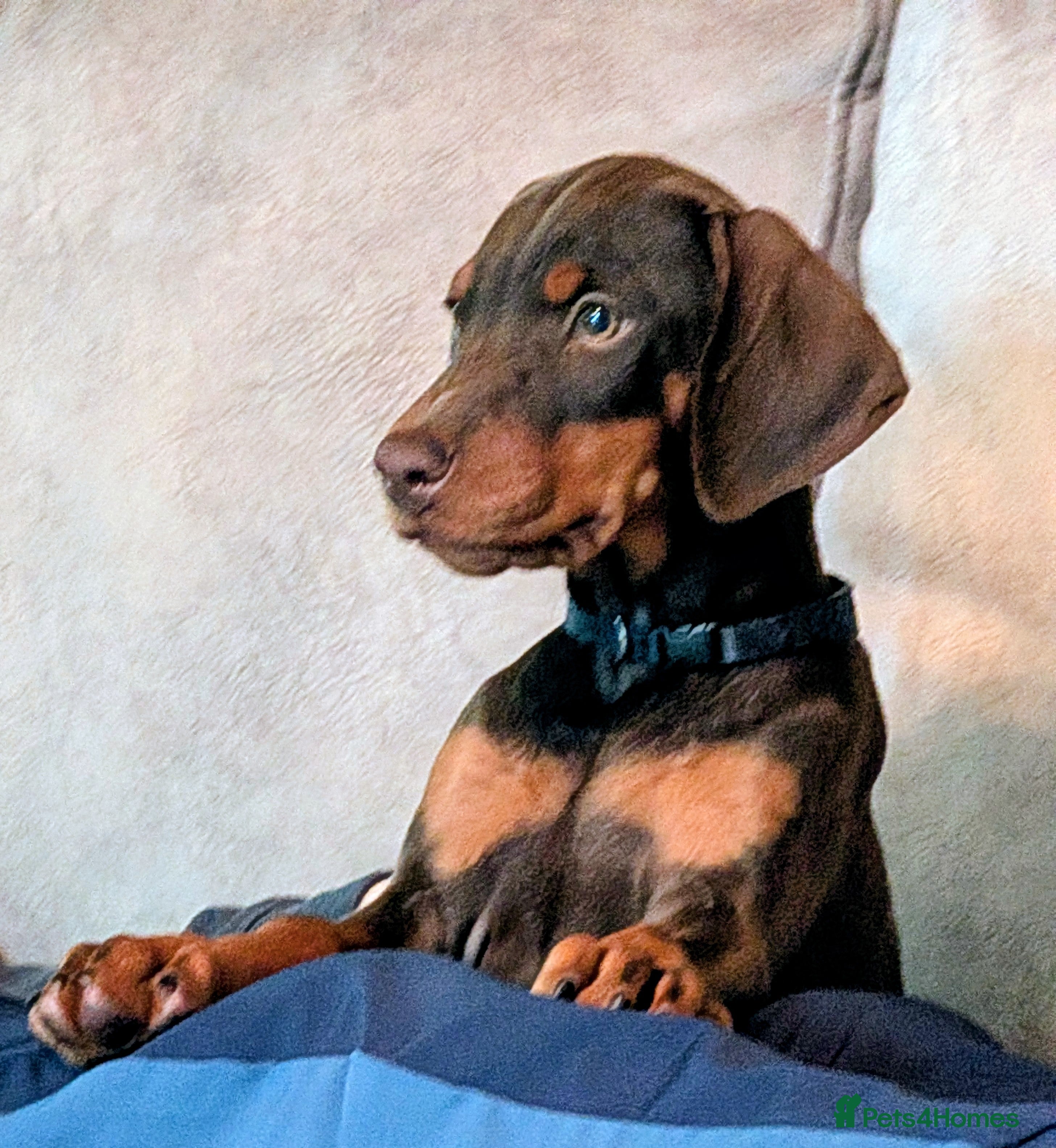 Dobermann dogs KC REGISTERED DOBERMANN PUPS – EXCEPTIONAL LITTER - Advert 2