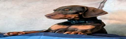 Dobermann dogs for sale: KC REGISTERED DOBERMANN PUPS – EXCEPTIONAL LITTER - Advert 23