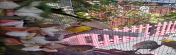 Parakeets birds for sale: Stunning Yellow male Kakariki - Advert 4