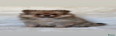 Pomeranian Puppy 1
