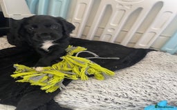 Cocker Spaniel dogs for sale: working cocker spaniel puppies for sale - Image 16