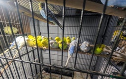 Budgerigars birds for sale: Lovely Group of Budgies  - Image 17