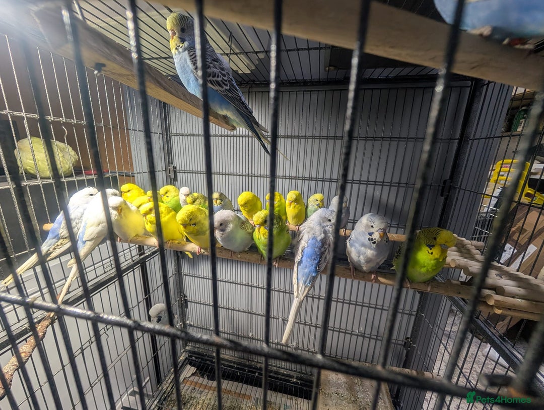Budgerigars birds for sale: Lovely Group of Budgies  - Image 17