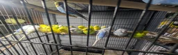 Budgerigars birds for sale: Lovely Group of Budgies  - Advert 17