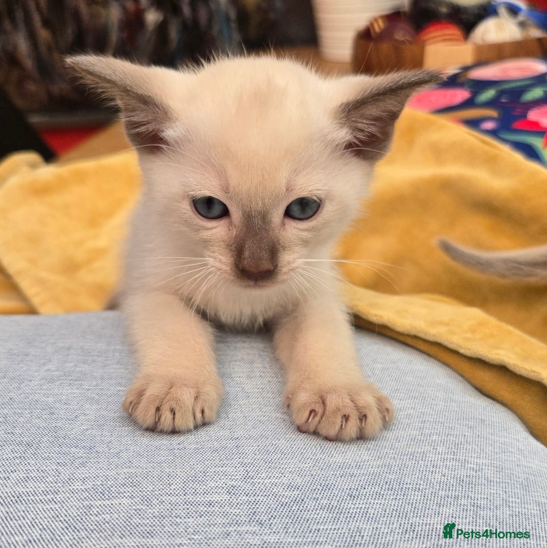 Burmese cats for sale: Pure pedigree, boast EU and World champion lineage - Image 6