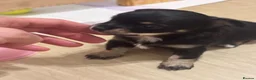 Chihuahua dogs for sale: 3 Long-Haired Mini Chihuahua Puppies – Deer Head in Holywood - Advert 10