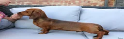 Dachshund dogs for sale: TWO PUPPIES LEFT- KC REG AND MICROCHIPPED in Southport - Advert 6