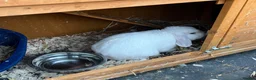 Mini Lion Lop rabbits for sale: Late summer babies  - Advert 13