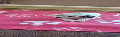 Cockapoo 6