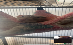 Rat rodents for sale: Rats and Cage - Image 8