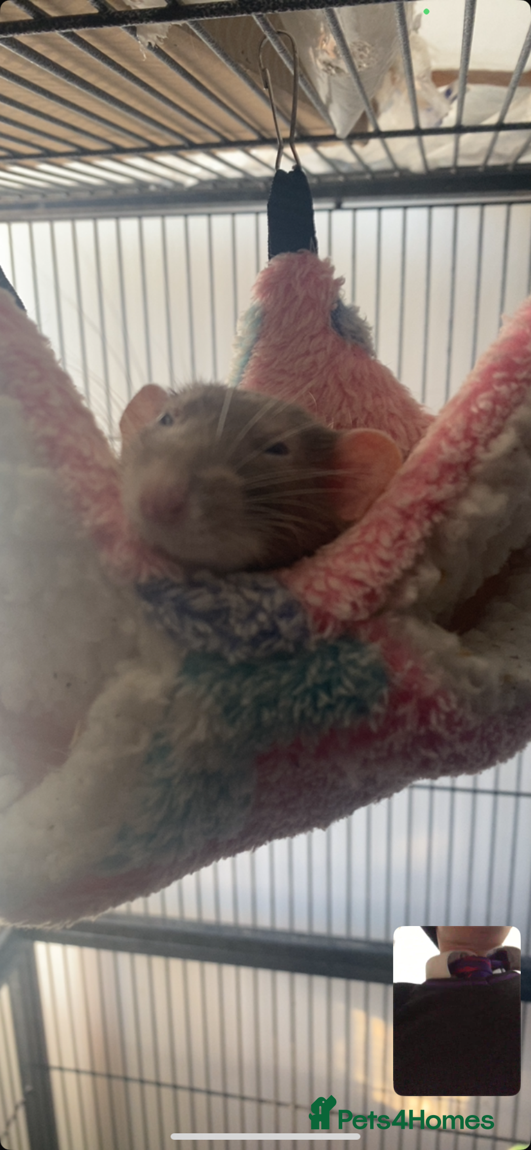 Rat rodents for sale: Rats and Cage - Image 8