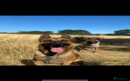 German Shepherd dogs for sale: German shepherd x Belgian malinois puppies - Image 6