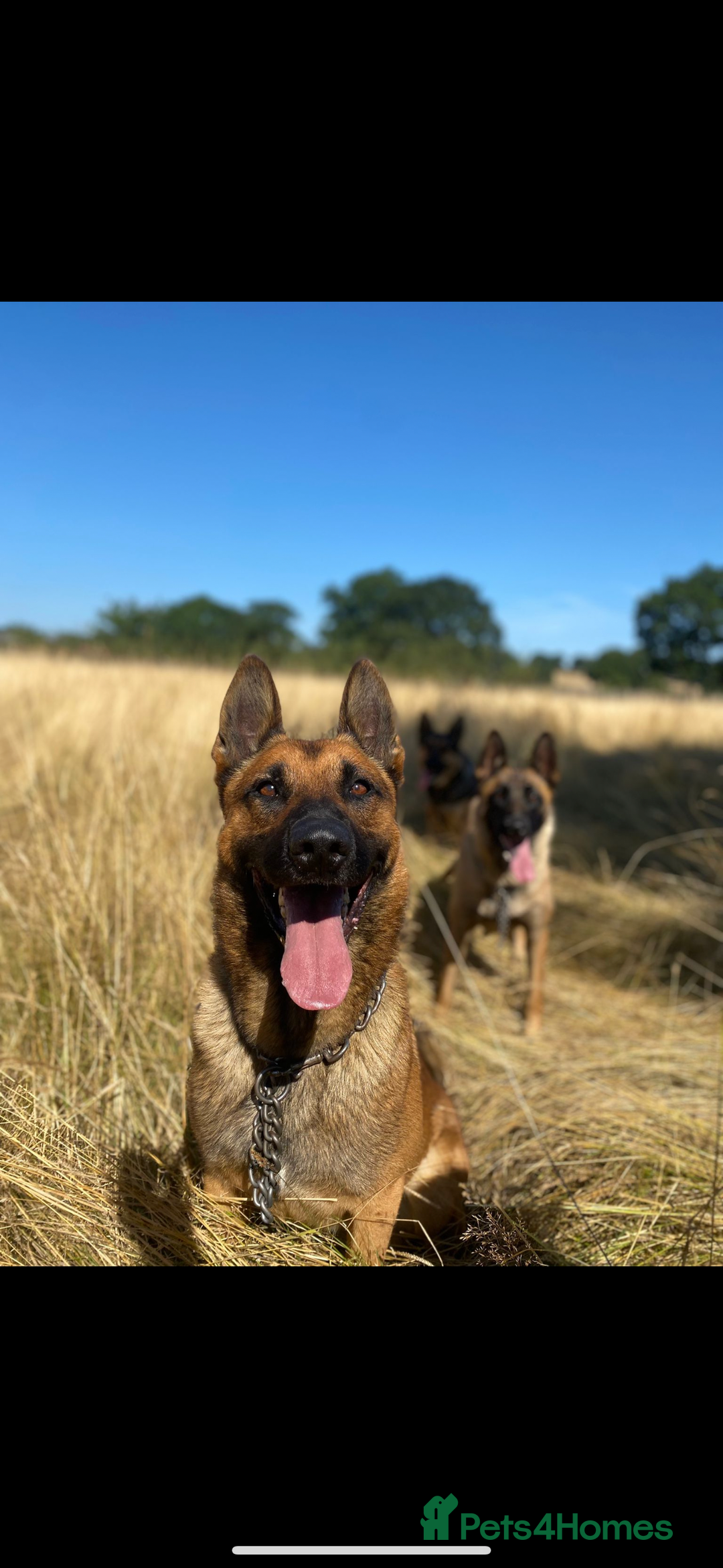 German Shepherd dogs for sale: German shepherd x Belgian malinois puppies - Image 6