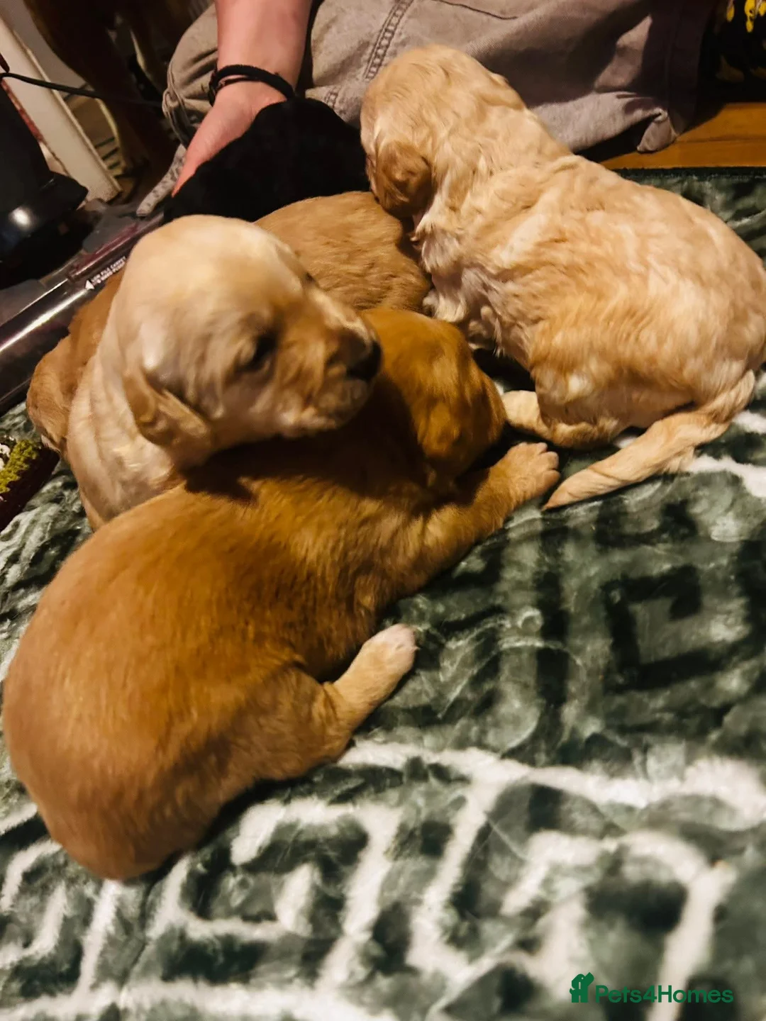 Mixed Breed dogs for sale: 9 Beautiful Puppies for sale - Advert 21