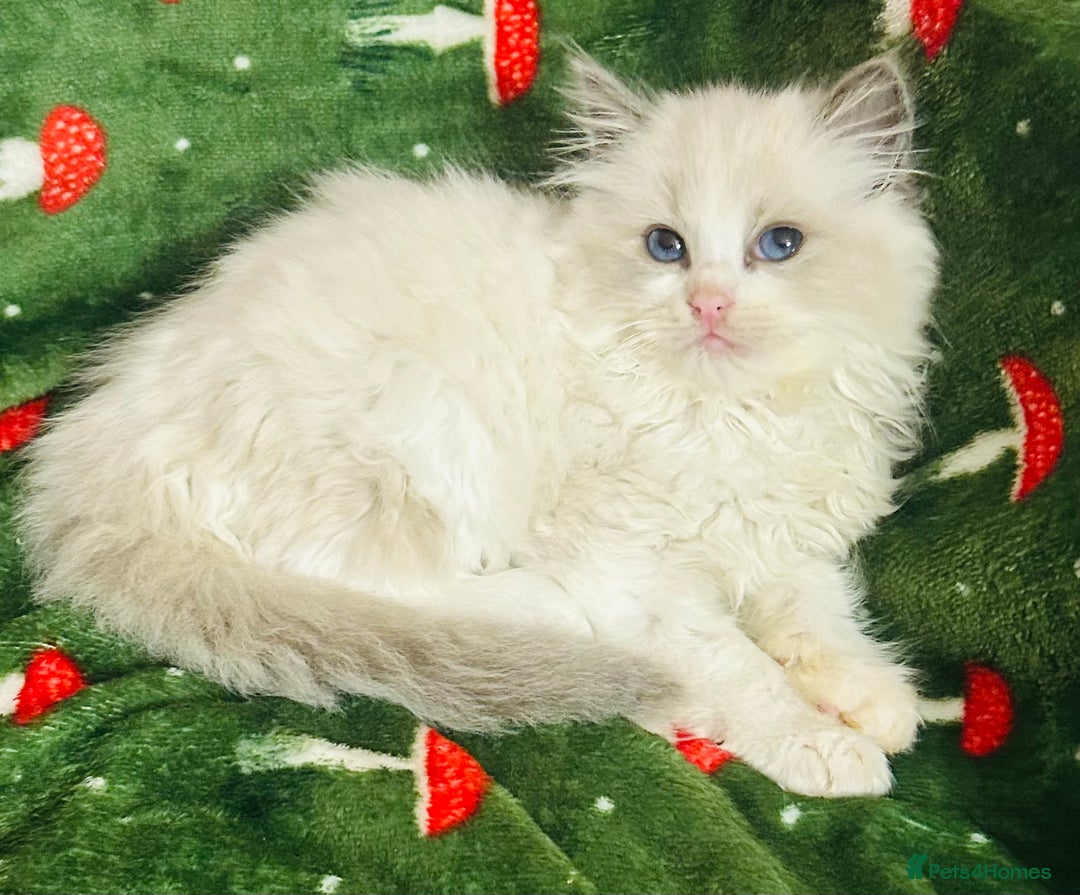 Ragdoll cats for sale: Cute little Ragdoll kittens for sale 💕🐱🐱 - Advert 4