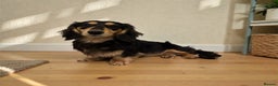 Miniature Dachshund dogs for stud: Miniature long hair dachshund for stud  - Advert 1