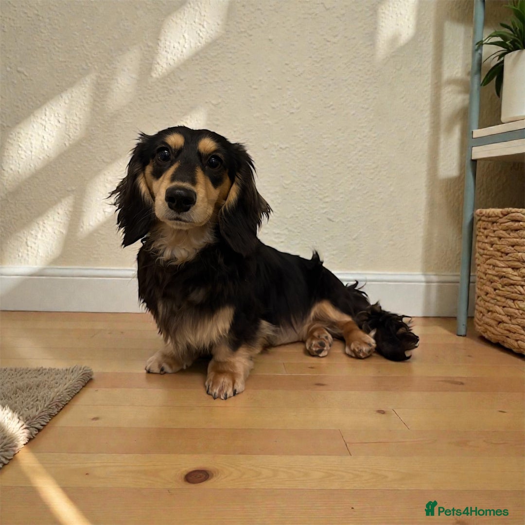 Miniature Dachshund dogs for stud: Miniature long hair dachshund for stud  - Advert 1