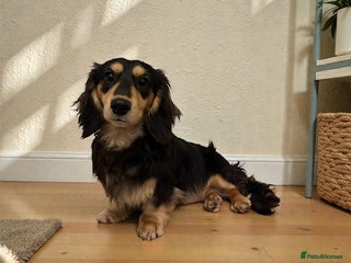 Miniature Dachshund dogs Miniature long hair dachshund for stud - Advert 2